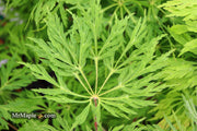 - Acer japonicum 'Green Cascade' Japanese Maple - Mr Maple │ Buy Japanese Maple Trees