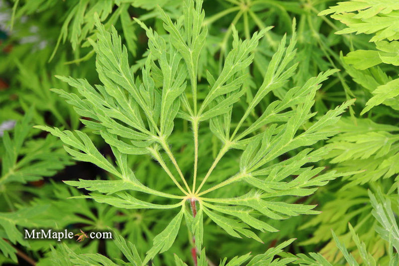 - Acer japonicum 'Green Cascade' Japanese Maple - Mr Maple │ Buy Japanese Maple Trees
