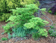 - Acer japonicum 'Green Cascade' Japanese Maple - Mr Maple │ Buy Japanese Maple Trees