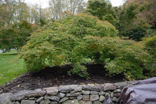 - Acer japonicum 'Green Cascade' Japanese Maple - Mr Maple │ Buy Japanese Maple Trees