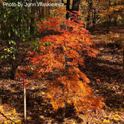 - Acer japonicum 'Green Cascade' Japanese Maple - Mr Maple │ Buy Japanese Maple Trees