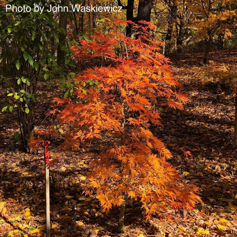 - Acer japonicum 'Green Cascade' Japanese Maple - Mr Maple │ Buy Japanese Maple Trees