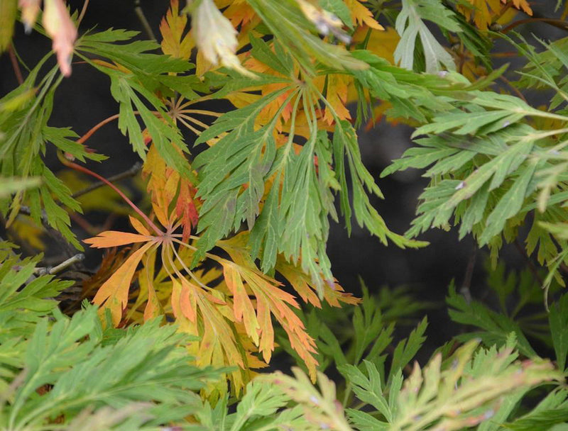 - Acer japonicum 'Green Cascade' Japanese Maple - Mr Maple │ Buy Japanese Maple Trees