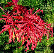 - Acer japonicum 'Green Cascade' Japanese Maple - Mr Maple │ Buy Japanese Maple Trees