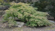 - Acer japonicum 'Green Cascade' Japanese Maple - Mr Maple │ Buy Japanese Maple Trees