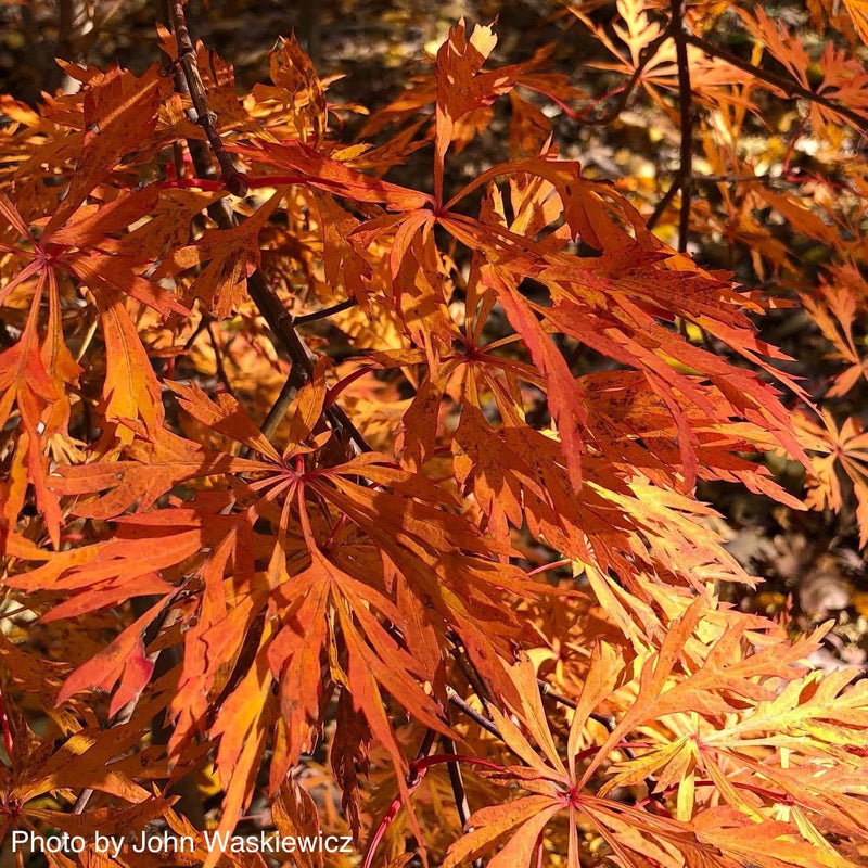 - Acer japonicum 'Green Cascade' Japanese Maple - Mr Maple │ Buy Japanese Maple Trees