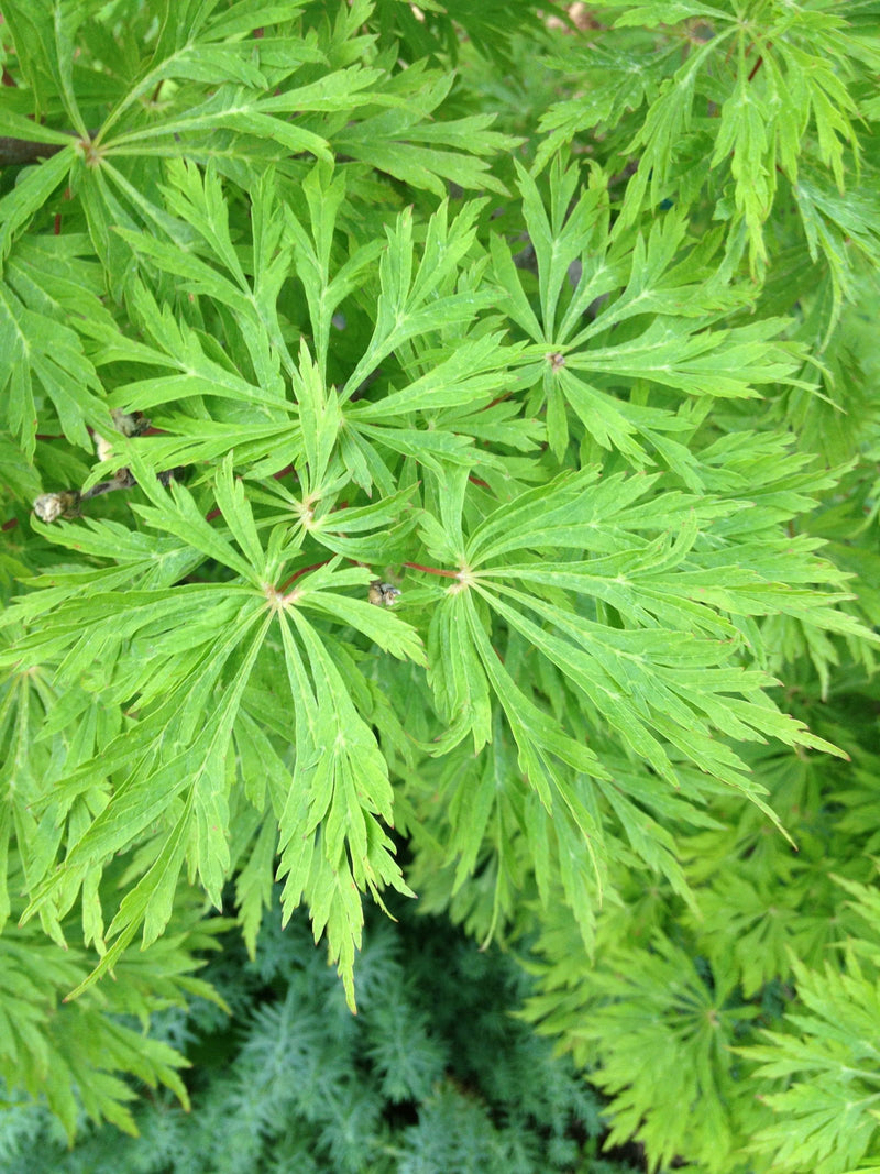 - Acer japonicum 'Green Cascade' Japanese Maple - Mr Maple │ Buy Japanese Maple Trees