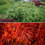 - Acer japonicum 'Green Cascade' Japanese Maple - Mr Maple │ Buy Japanese Maple Trees