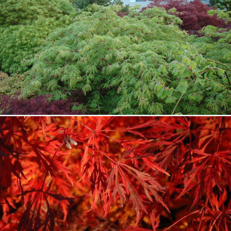 - Acer japonicum 'Green Cascade' Japanese Maple - Mr Maple │ Buy Japanese Maple Trees