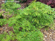 - Acer japonicum 'Green Cascade' Japanese Maple - Mr Maple │ Buy Japanese Maple Trees