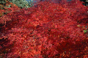 - Acer japonicum 'Green Cascade' Japanese Maple - Mr Maple │ Buy Japanese Maple Trees