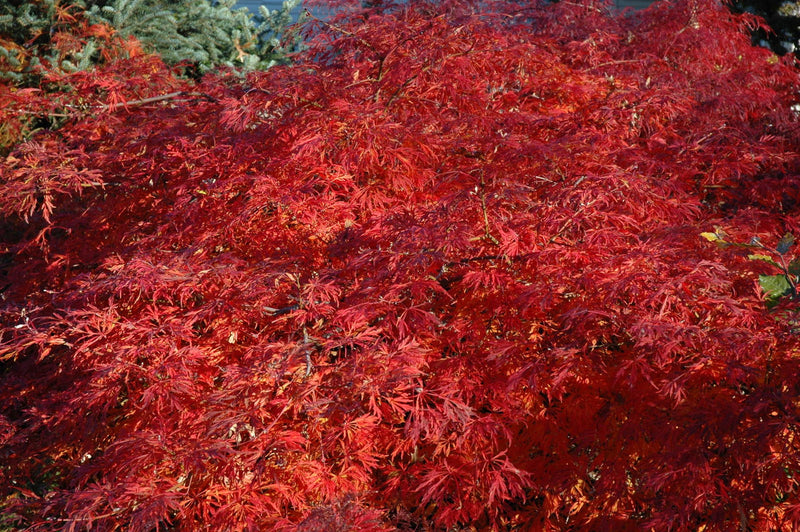 - Acer japonicum 'Green Cascade' Japanese Maple - Mr Maple │ Buy Japanese Maple Trees