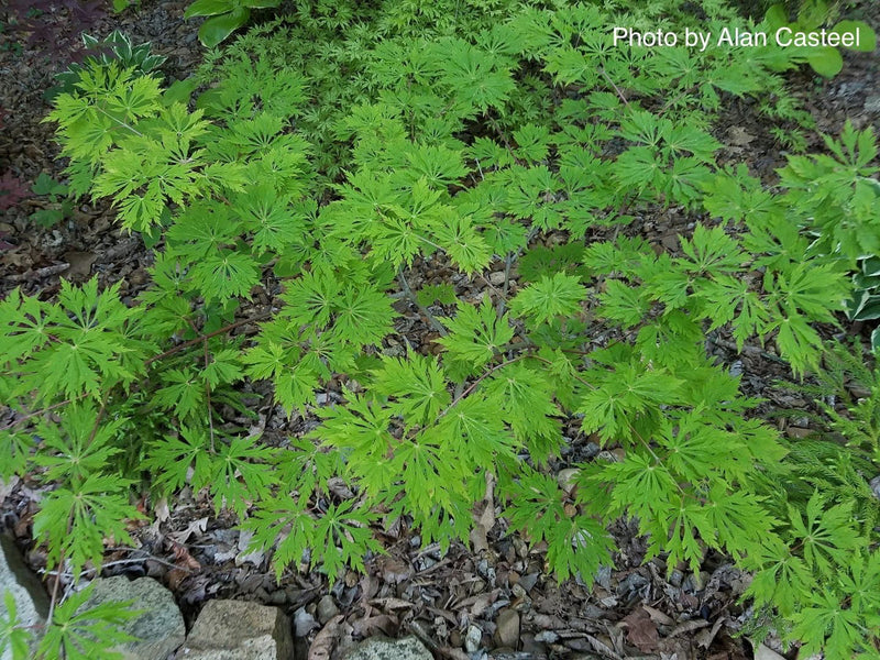 - Acer japonicum 'Green Cascade' Japanese Maple - Mr Maple │ Buy Japanese Maple Trees