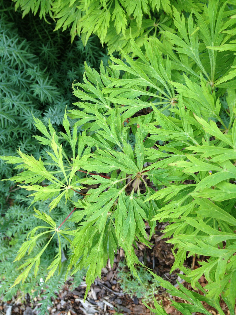 - Acer japonicum 'Green Cascade' Japanese Maple - Mr Maple │ Buy Japanese Maple Trees
