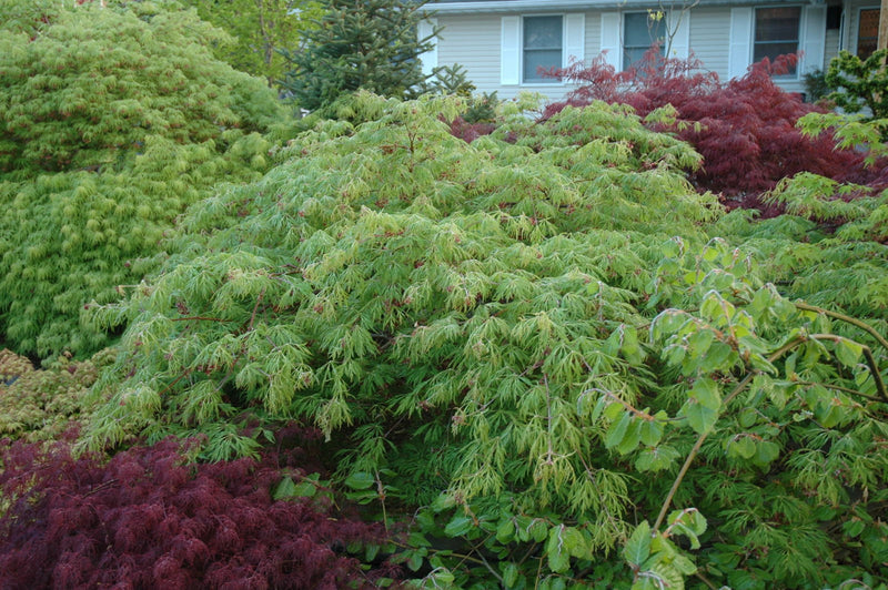 - Acer japonicum 'Green Cascade' Japanese Maple - Mr Maple │ Buy Japanese Maple Trees