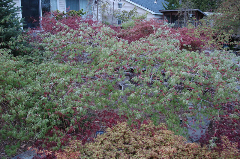 - Acer japonicum 'Green Cascade' Japanese Maple - Mr Maple │ Buy Japanese Maple Trees