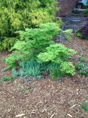 - Acer japonicum 'Green Cascade' Japanese Maple - Mr Maple │ Buy Japanese Maple Trees