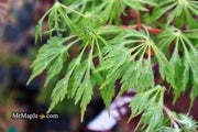 - Acer japonicum 'Green Cascade' Japanese Maple - Mr Maple │ Buy Japanese Maple Trees