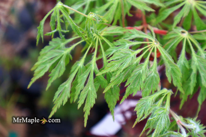 - Acer japonicum 'Green Cascade' Japanese Maple - Mr Maple │ Buy Japanese Maple Trees