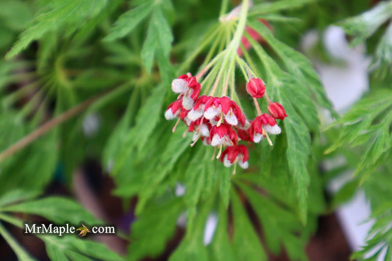 - Acer japonicum 'Green Cascade' Japanese Maple - Mr Maple │ Buy Japanese Maple Trees