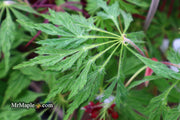 - Acer japonicum 'Green Cascade' Japanese Maple - Mr Maple │ Buy Japanese Maple Trees