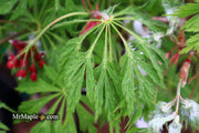 - Acer japonicum 'Green Cascade' Japanese Maple - Mr Maple │ Buy Japanese Maple Trees