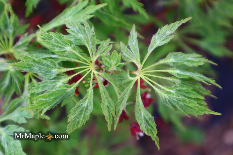 - Acer japonicum 'Green Cascade' Japanese Maple - Mr Maple │ Buy Japanese Maple Trees