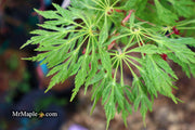 - Acer japonicum 'Green Cascade' Japanese Maple - Mr Maple │ Buy Japanese Maple Trees
