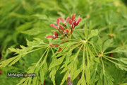 - Acer japonicum 'Green Cascade' Japanese Maple - Mr Maple │ Buy Japanese Maple Trees