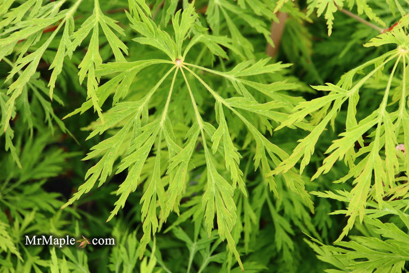 - Acer japonicum 'Green Cascade' Japanese Maple - Mr Maple │ Buy Japanese Maple Trees