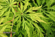 - Acer japonicum 'Green Cascade' Japanese Maple - Mr Maple │ Buy Japanese Maple Trees