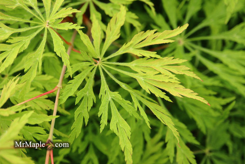 - Acer japonicum 'Green Cascade' Japanese Maple - Mr Maple │ Buy Japanese Maple Trees