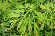- Acer japonicum 'Green Cascade' Japanese Maple - Mr Maple │ Buy Japanese Maple Trees