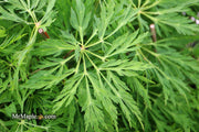 - Acer japonicum 'Green Cascade' Japanese Maple - Mr Maple │ Buy Japanese Maple Trees
