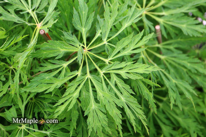 - Acer japonicum 'Green Cascade' Japanese Maple - Mr Maple │ Buy Japanese Maple Trees