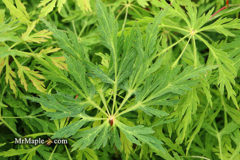 - Acer japonicum 'Green Cascade' Japanese Maple - Mr Maple │ Buy Japanese Maple Trees