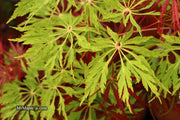 - Acer japonicum 'Green Cascade' Japanese Maple - Mr Maple │ Buy Japanese Maple Trees