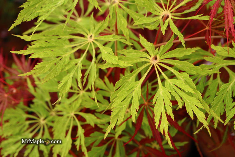 - Acer japonicum 'Green Cascade' Japanese Maple - Mr Maple │ Buy Japanese Maple Trees