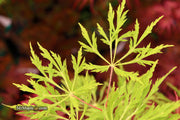 - Acer japonicum 'Green Cascade' Japanese Maple - Mr Maple │ Buy Japanese Maple Trees