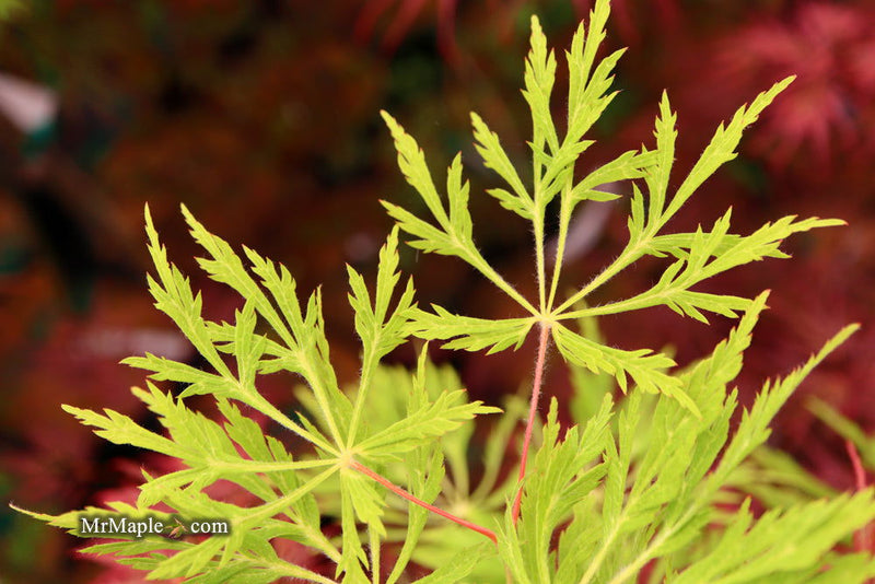 - Acer japonicum 'Green Cascade' Japanese Maple - Mr Maple │ Buy Japanese Maple Trees