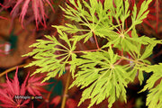 - Acer japonicum 'Green Cascade' Japanese Maple - Mr Maple │ Buy Japanese Maple Trees