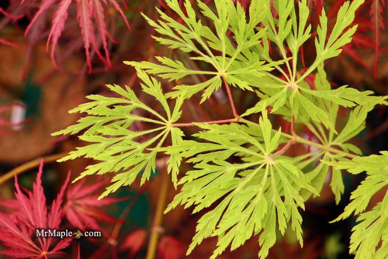 - Acer japonicum 'Green Cascade' Japanese Maple - Mr Maple │ Buy Japanese Maple Trees