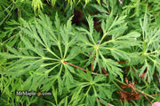 - Acer japonicum 'Green Cascade' Japanese Maple - Mr Maple │ Buy Japanese Maple Trees