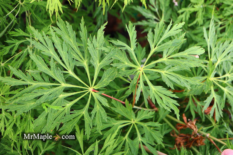 - Acer japonicum 'Green Cascade' Japanese Maple - Mr Maple │ Buy Japanese Maple Trees