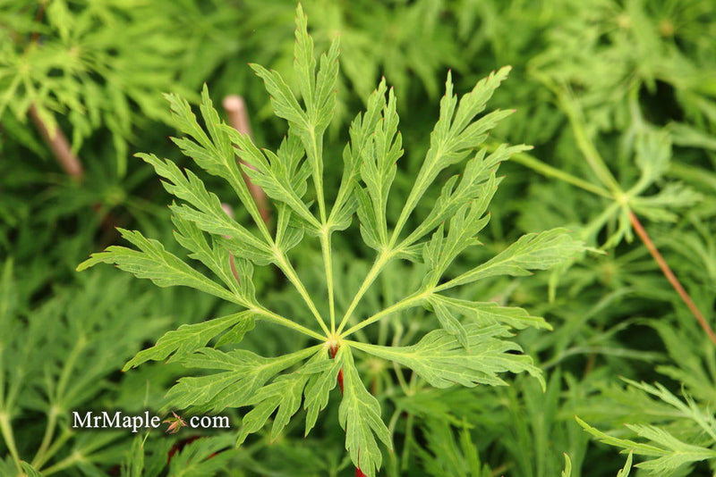 - Acer japonicum 'Green Cascade' Japanese Maple - Mr Maple │ Buy Japanese Maple Trees