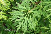 - Acer japonicum 'Green Cascade' Japanese Maple - Mr Maple │ Buy Japanese Maple Trees