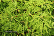 - Acer japonicum 'Green Cascade' Japanese Maple - Mr Maple │ Buy Japanese Maple Trees