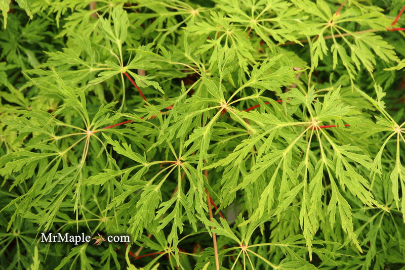 - Acer japonicum 'Green Cascade' Japanese Maple - Mr Maple │ Buy Japanese Maple Trees