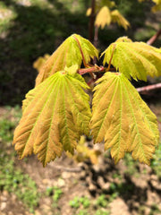 - Acer japonicum 'Indian Summer' Full Moon Japanese Maple - Mr Maple │ Buy Japanese Maple Trees