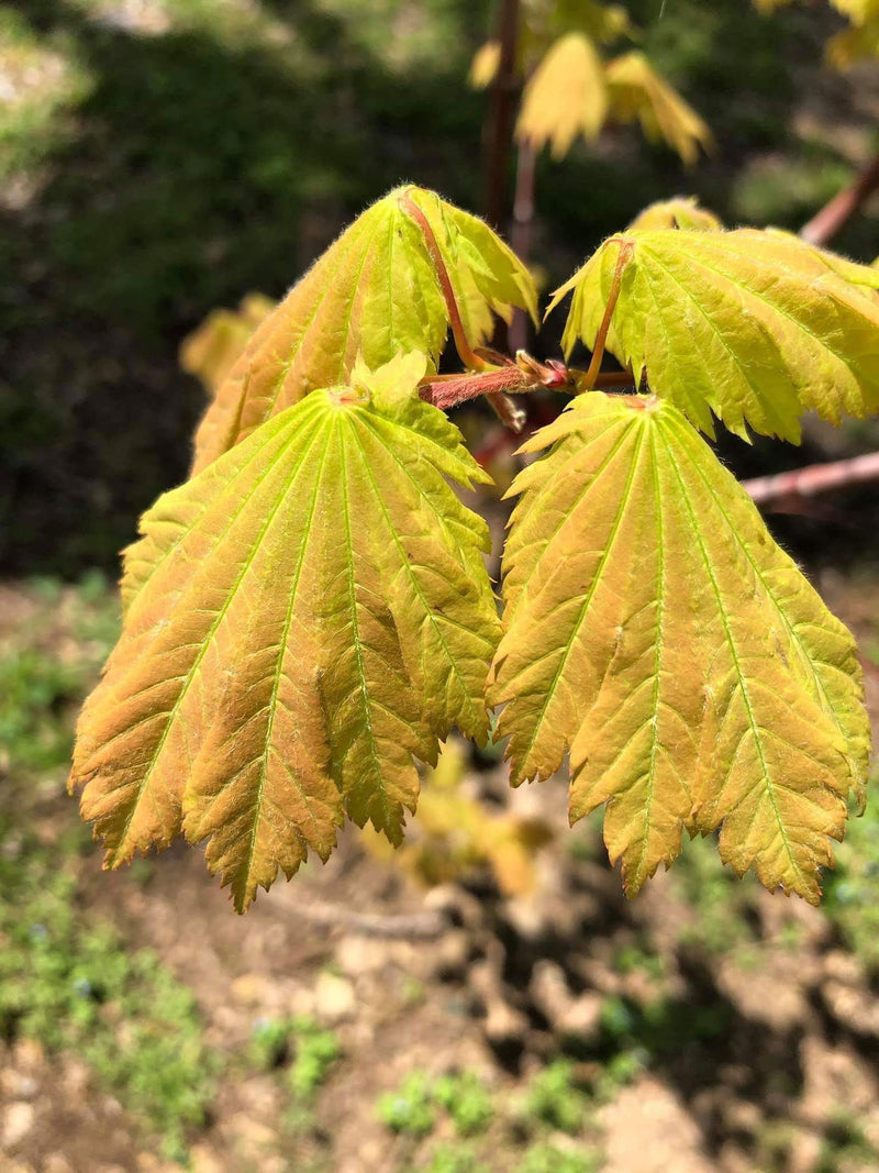 - Acer japonicum 'Indian Summer' Full Moon Japanese Maple - Mr Maple │ Buy Japanese Maple Trees